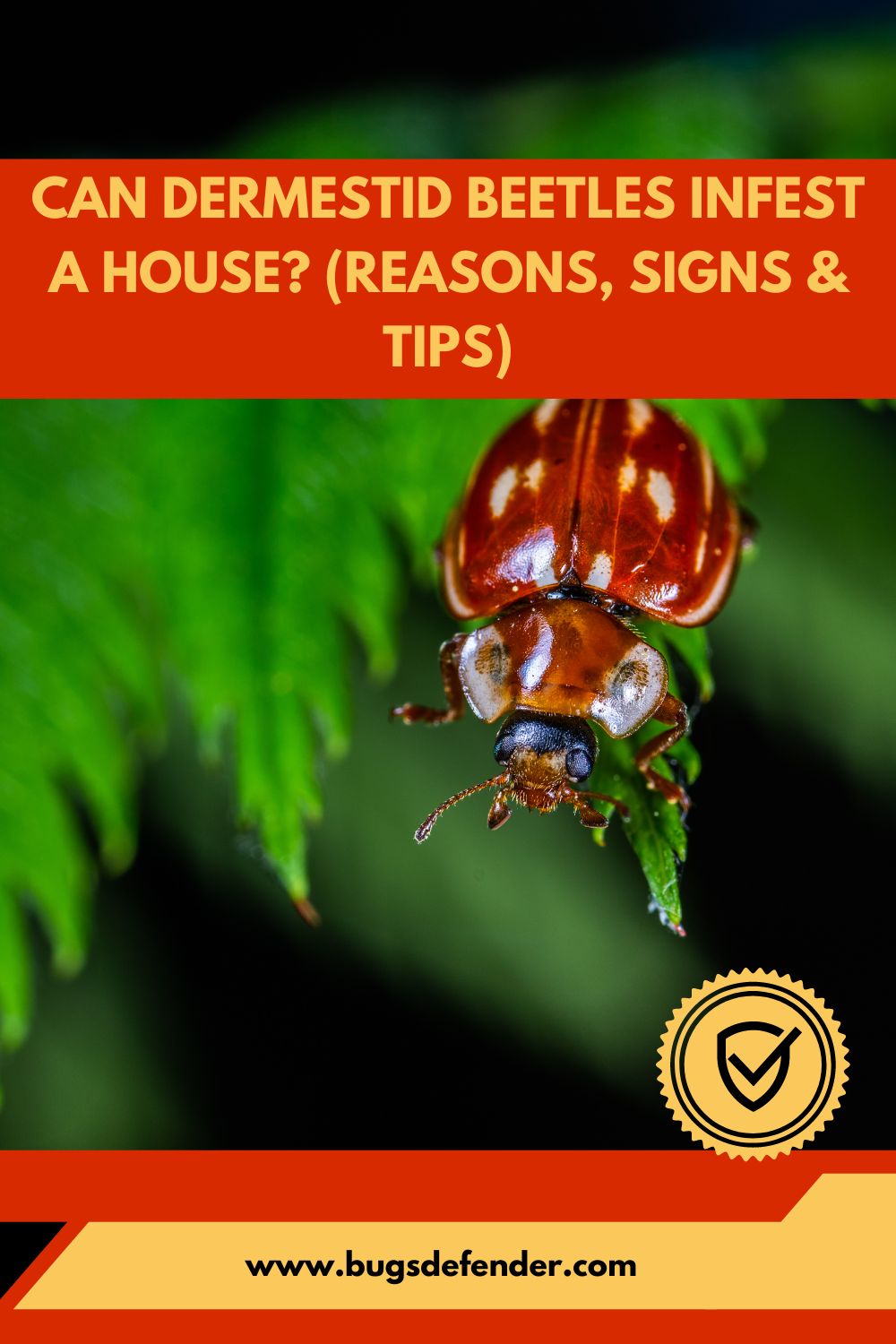Can Dermestid Beetles Infest a House pin2