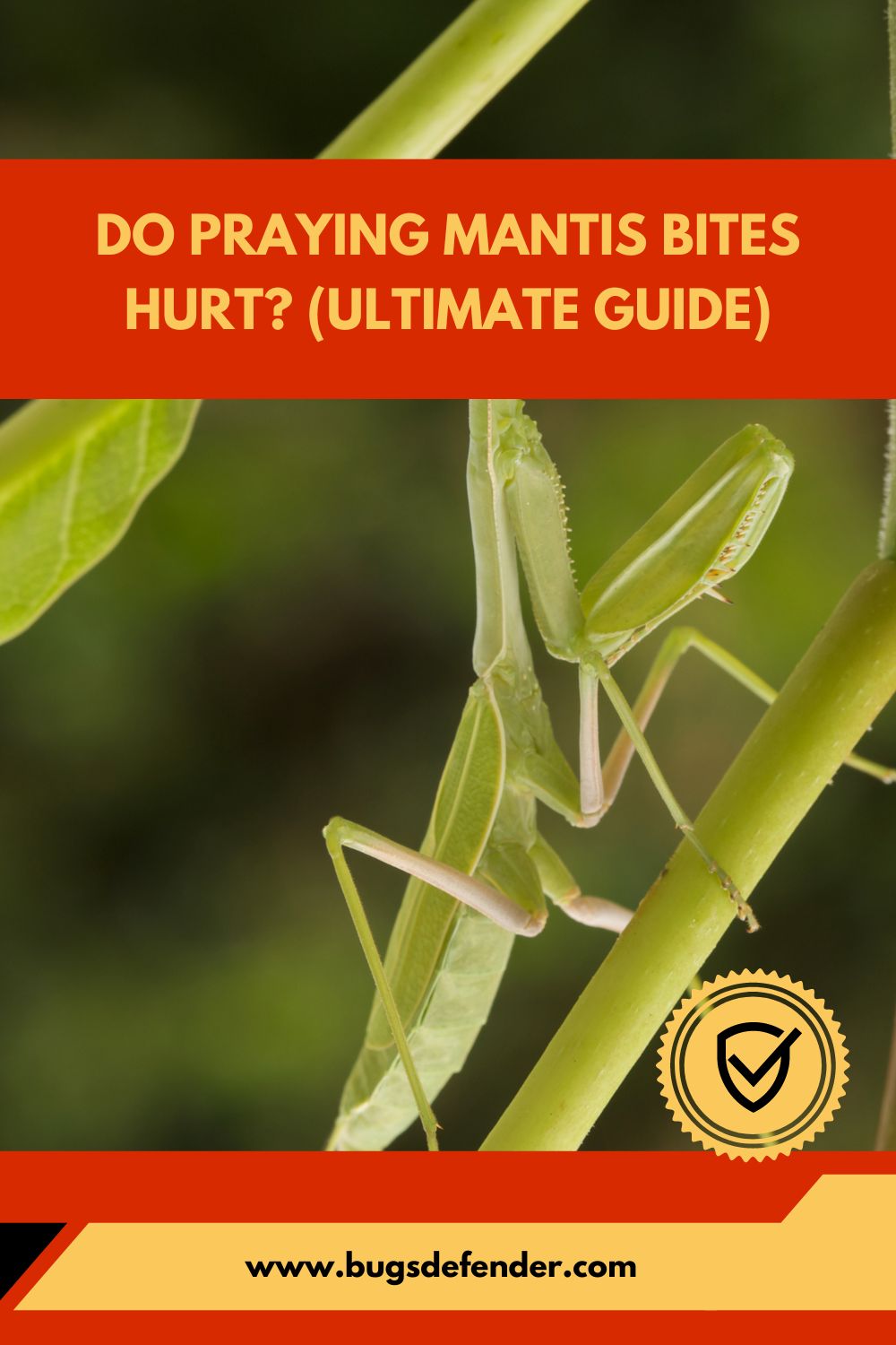 Do Praying Mantis Bites Hurt pin1