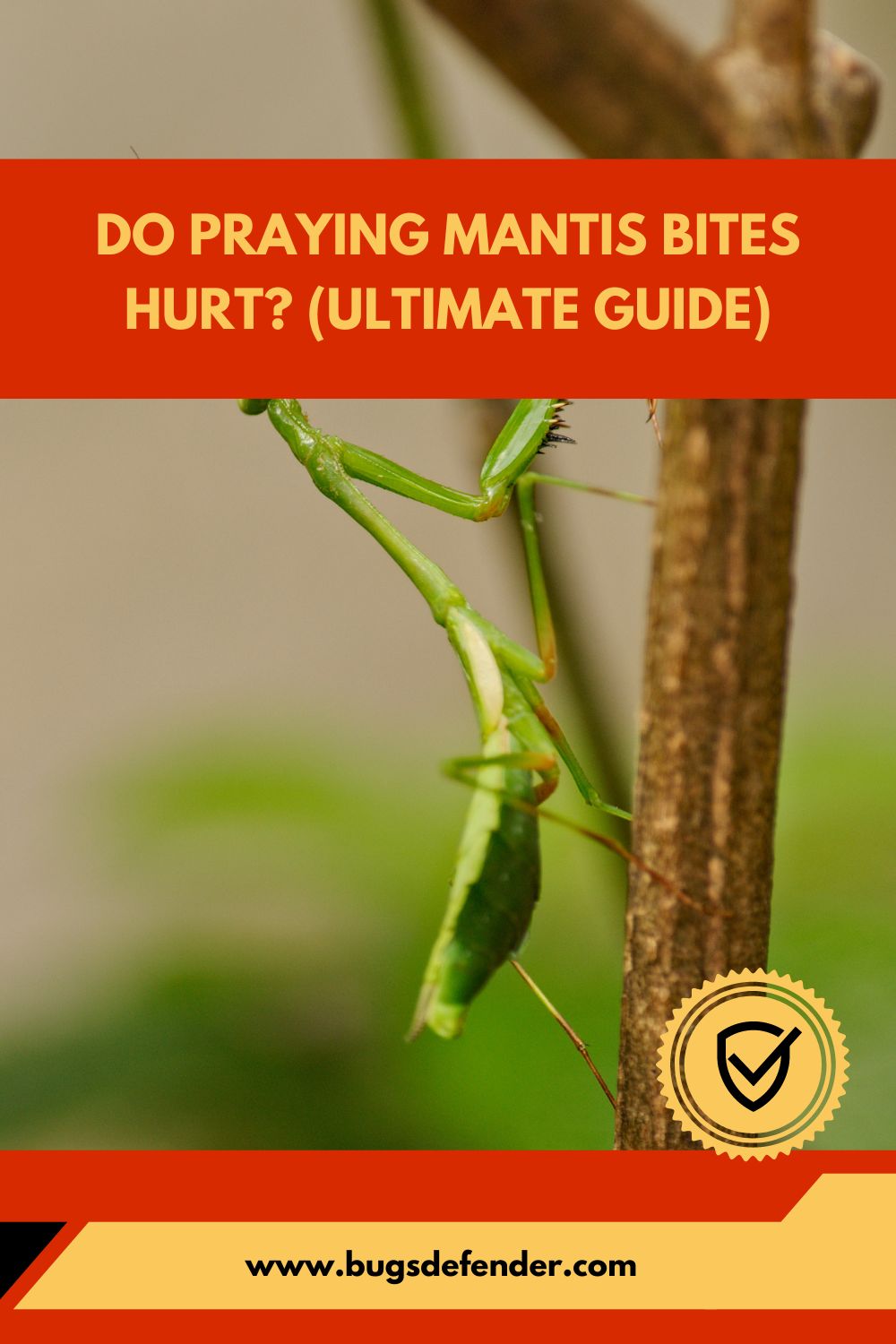 Do Praying Mantis Bites Hurt pin2