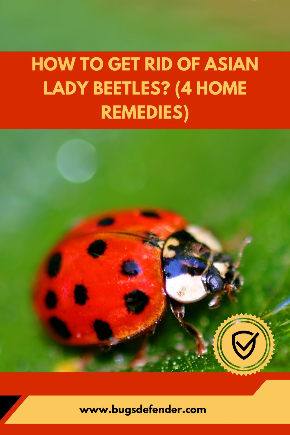 How To Get Rid Of Asian Lady Beetles pin1