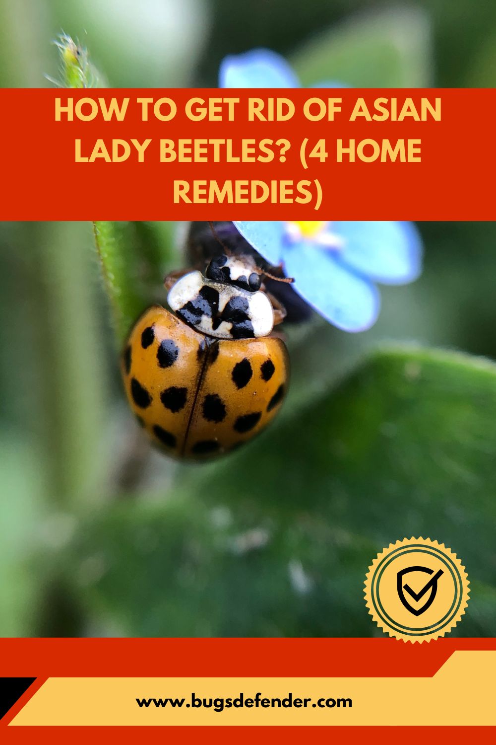 How To Get Rid Of Asian Lady Beetles pin2
