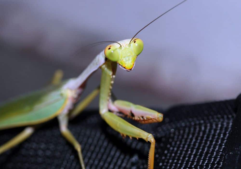 How to Avoid Getting Bitten by a Praying Mantis1