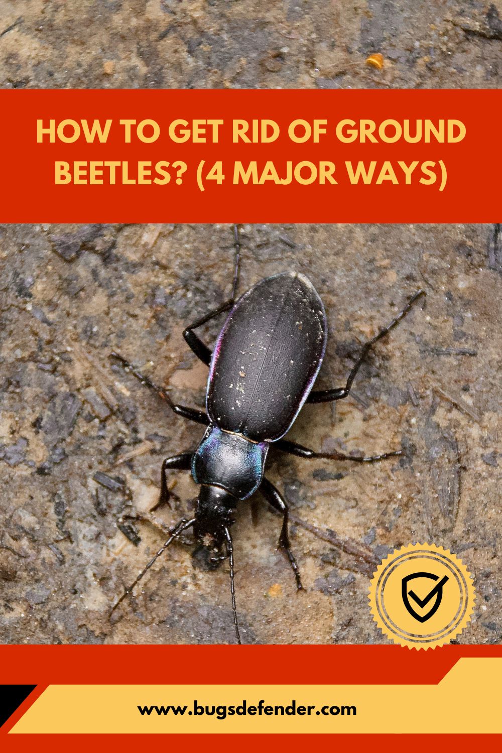 How to Get Rid of Ground Beetles pin1