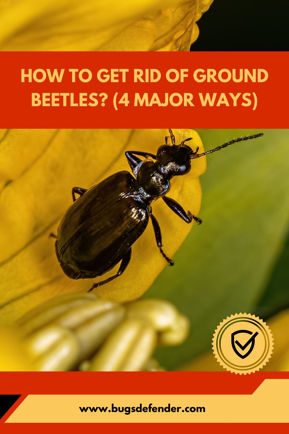 How to Get Rid of Ground Beetles pin2