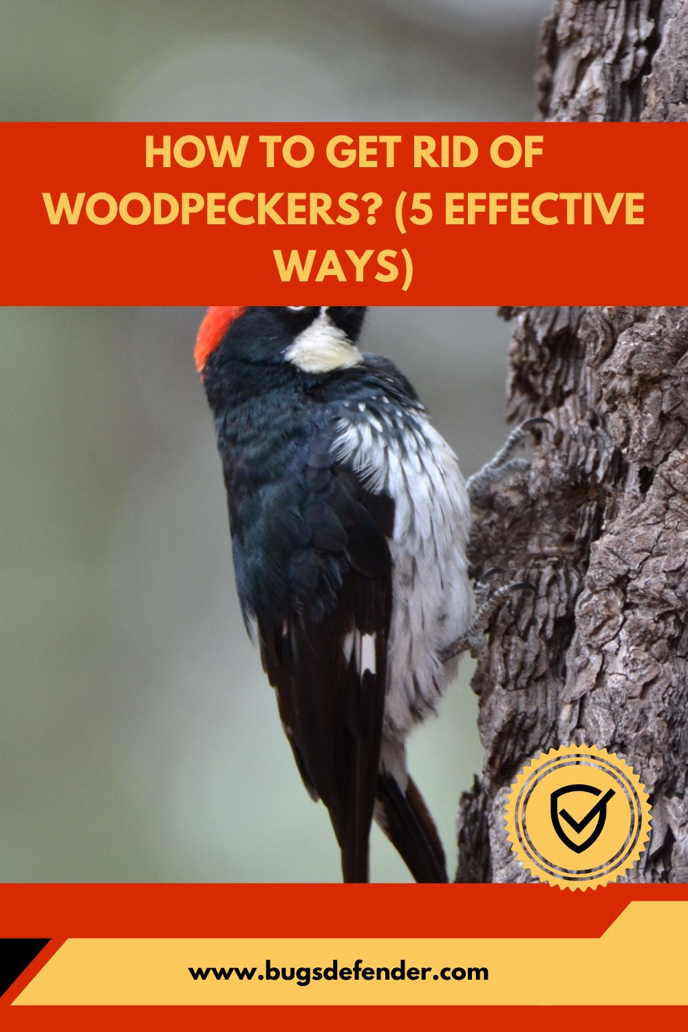 How to Get Rid of Woodpeckers pin1