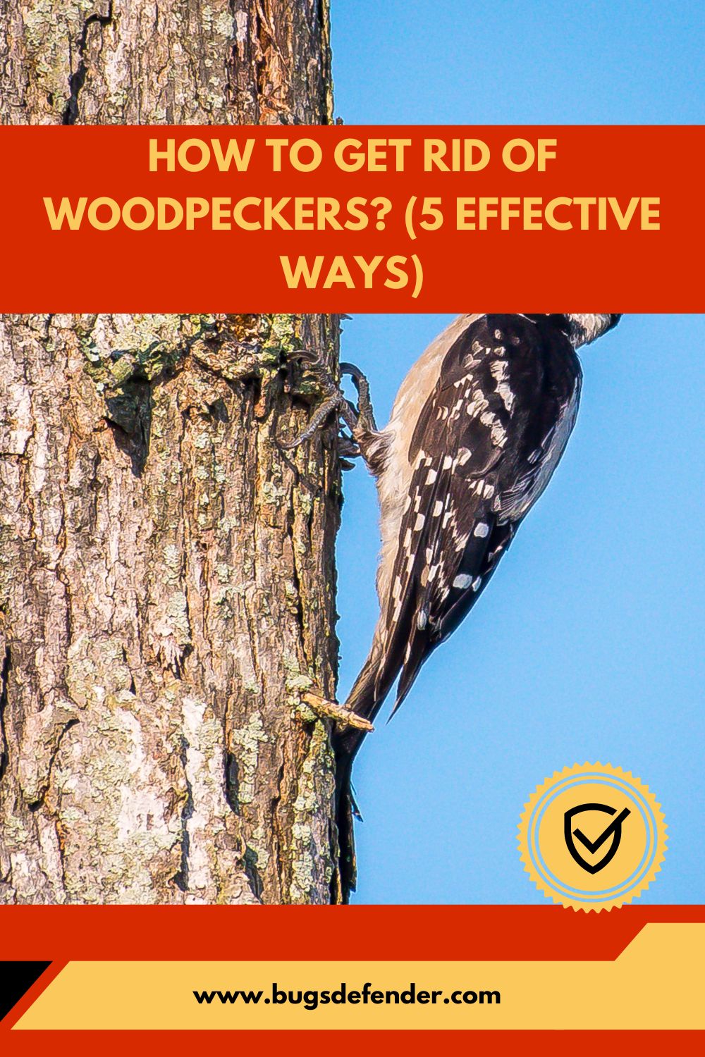 How to Get Rid of Woodpeckers pin2