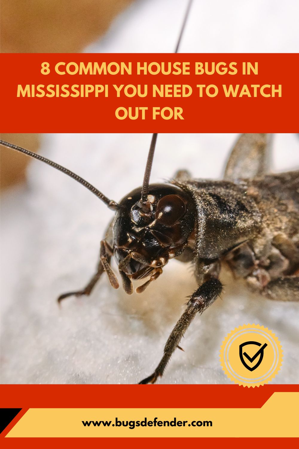 8 Common House Bugs In Mississippi You Need To Watch Out For pin1