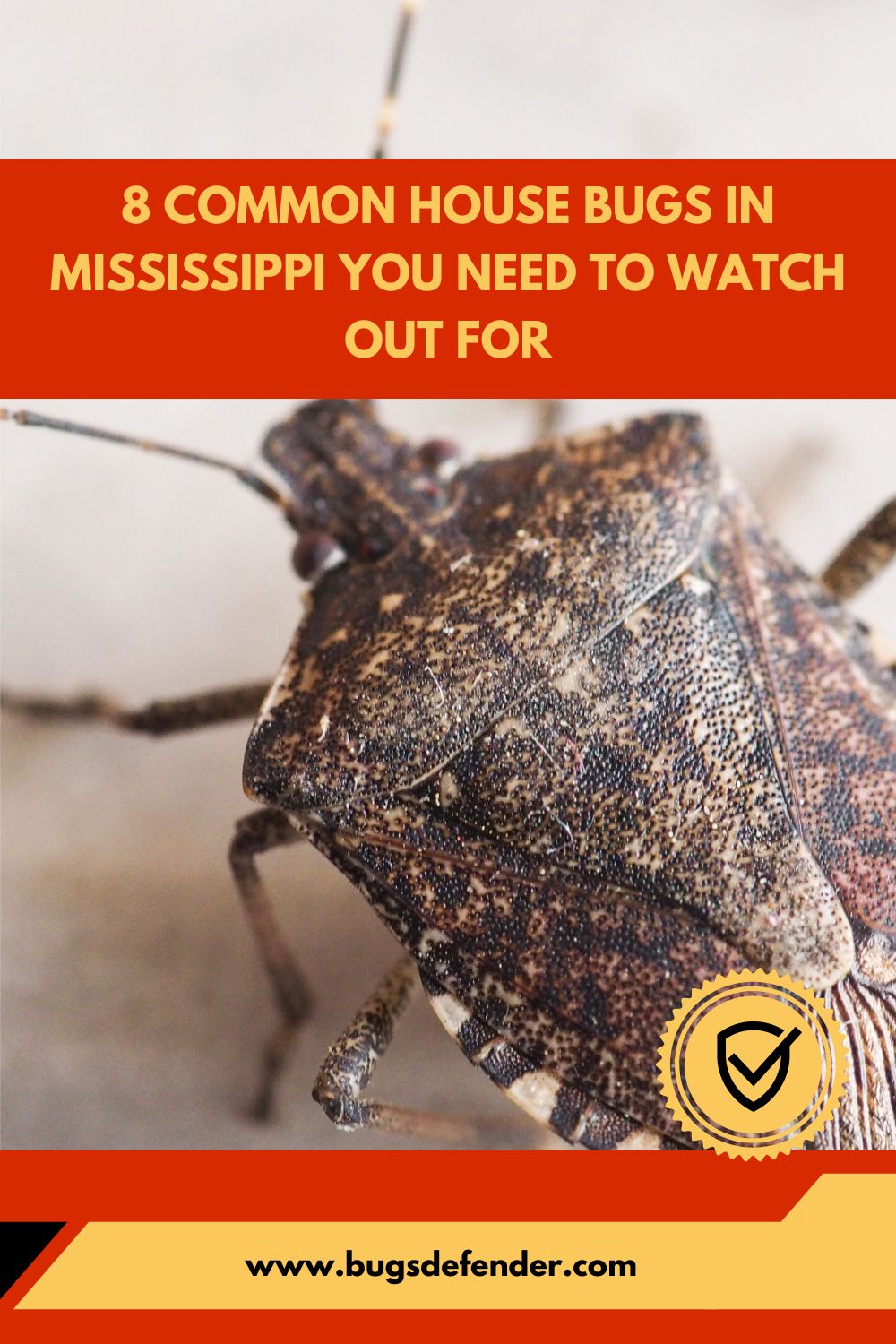 8 Common House Bugs In Mississippi You Need To Watch Out For pin2