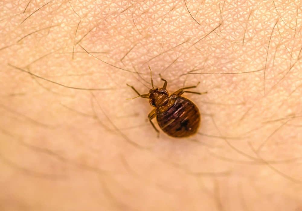 Bed bugs 1