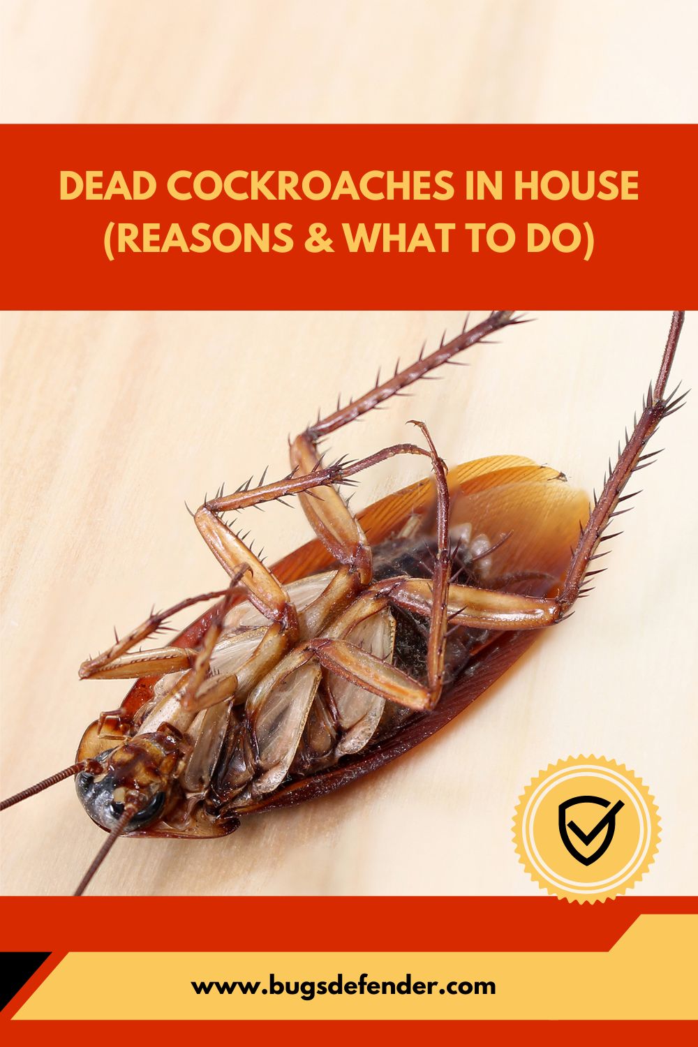 Dead Cockroaches In House (Reasons & What To Do) pin1