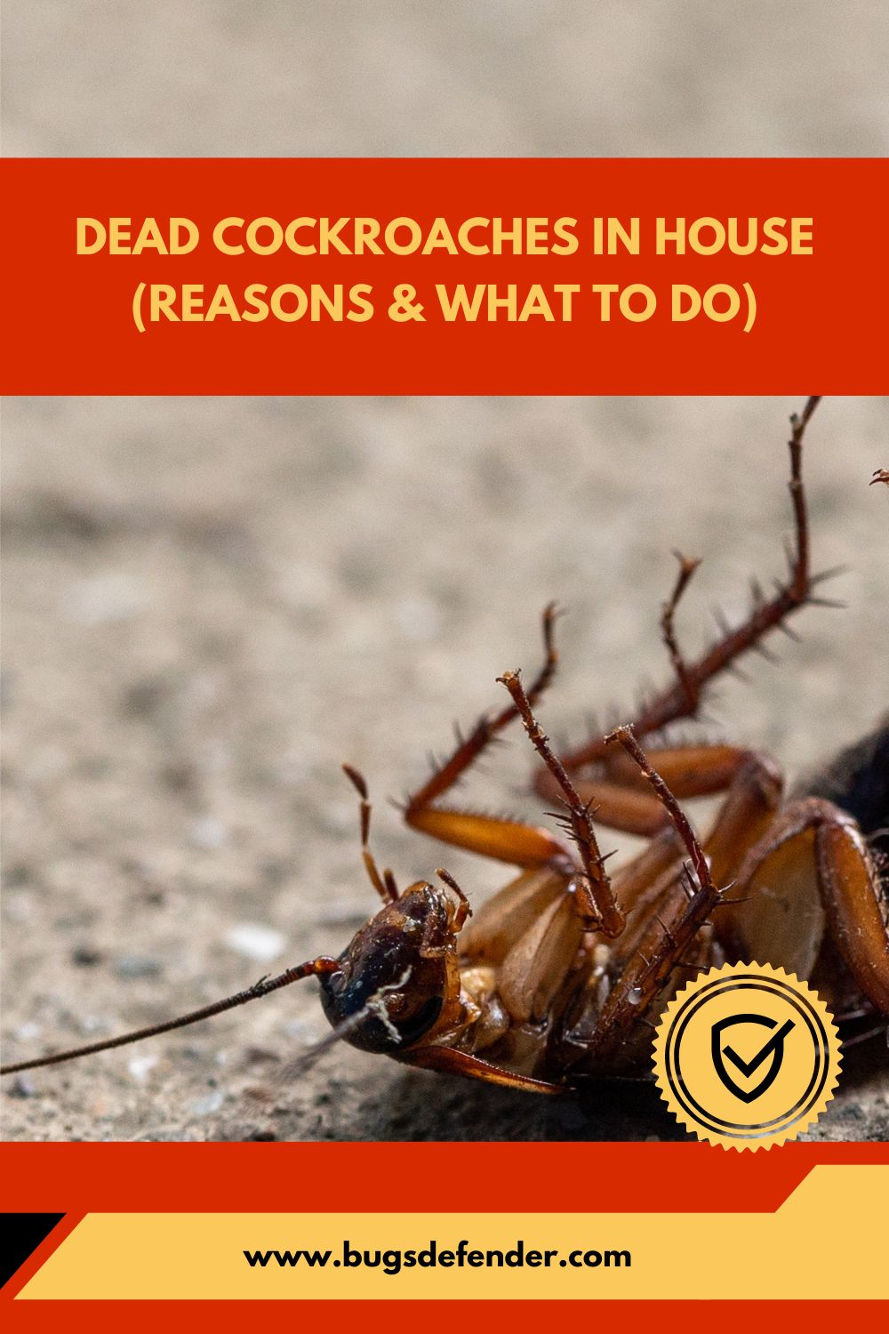 Dead Cockroaches In House (Reasons & What To Do) pin2