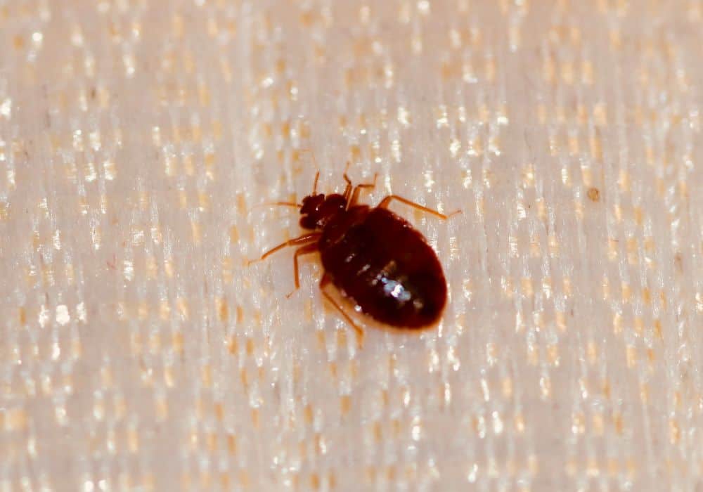How Bed Bugs Produce and Lay Eggs 1
