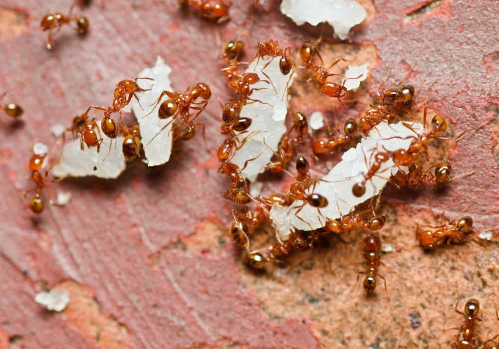 Red fire ants 1