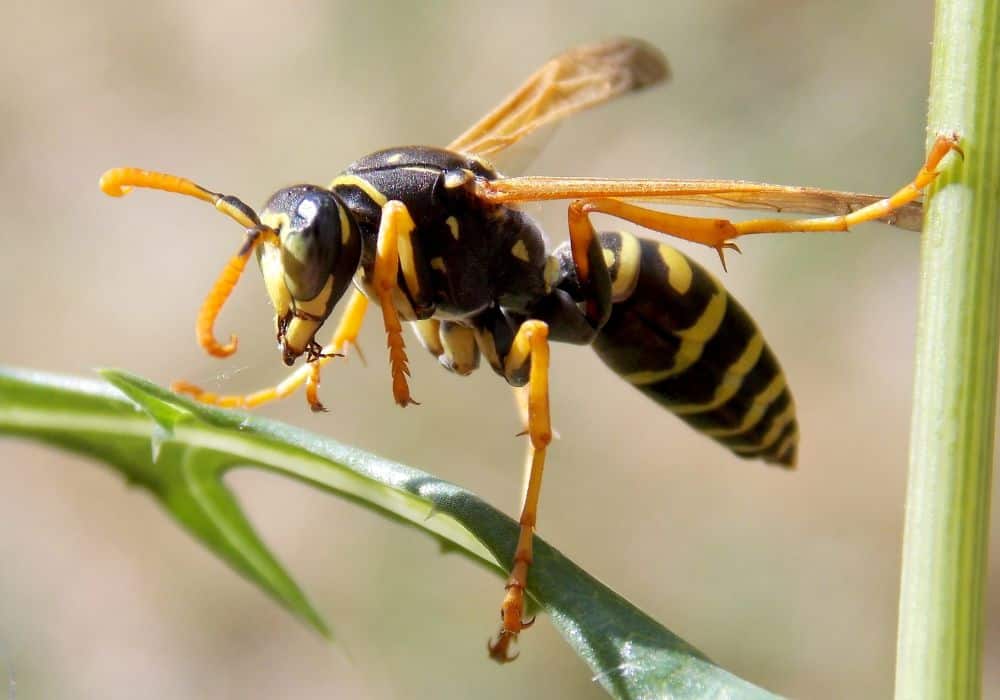 Wasps, hornets, and bees 1