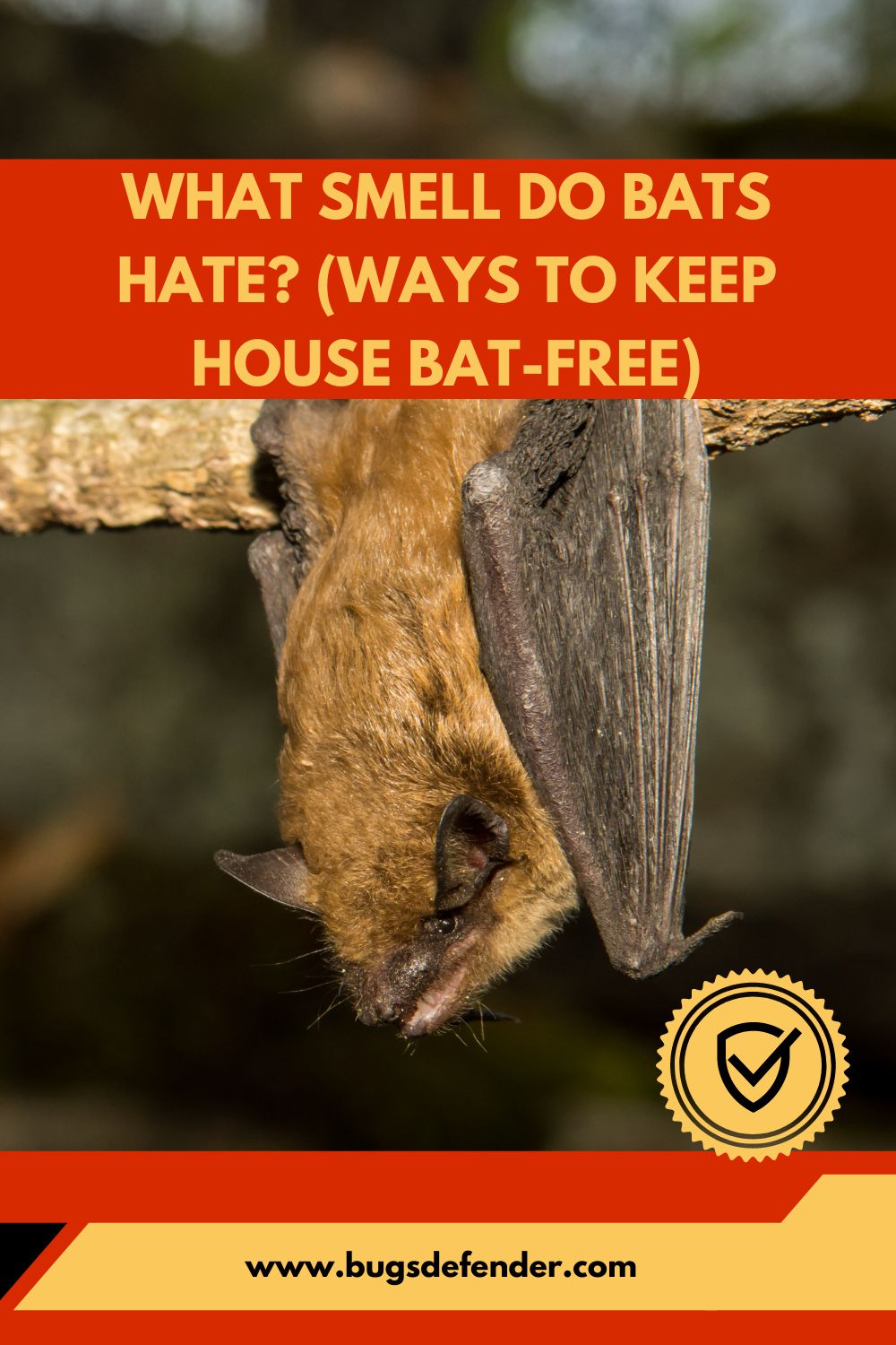 What Smell Do Bats Hate? (Ways To Keep House Bat-Free) pin2