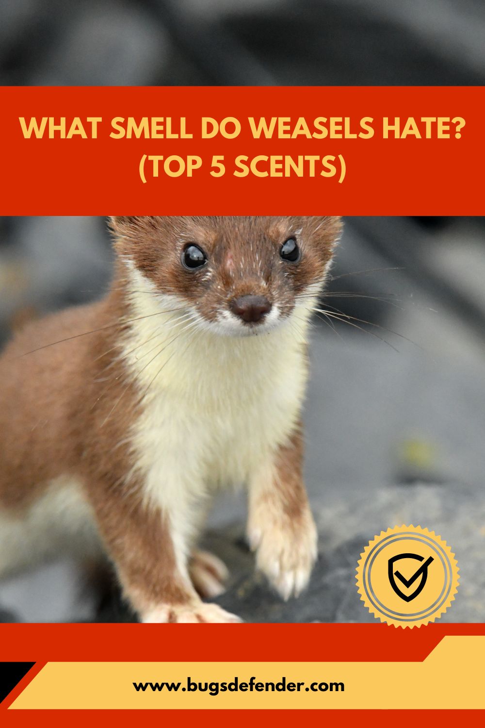 What Smell Do Weasels Hate (Top 5 Scents) pin1