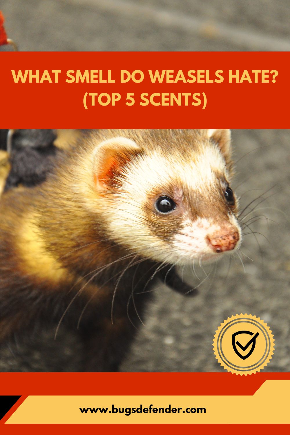 What Smell Do Weasels Hate (Top 5 Scents) pin2