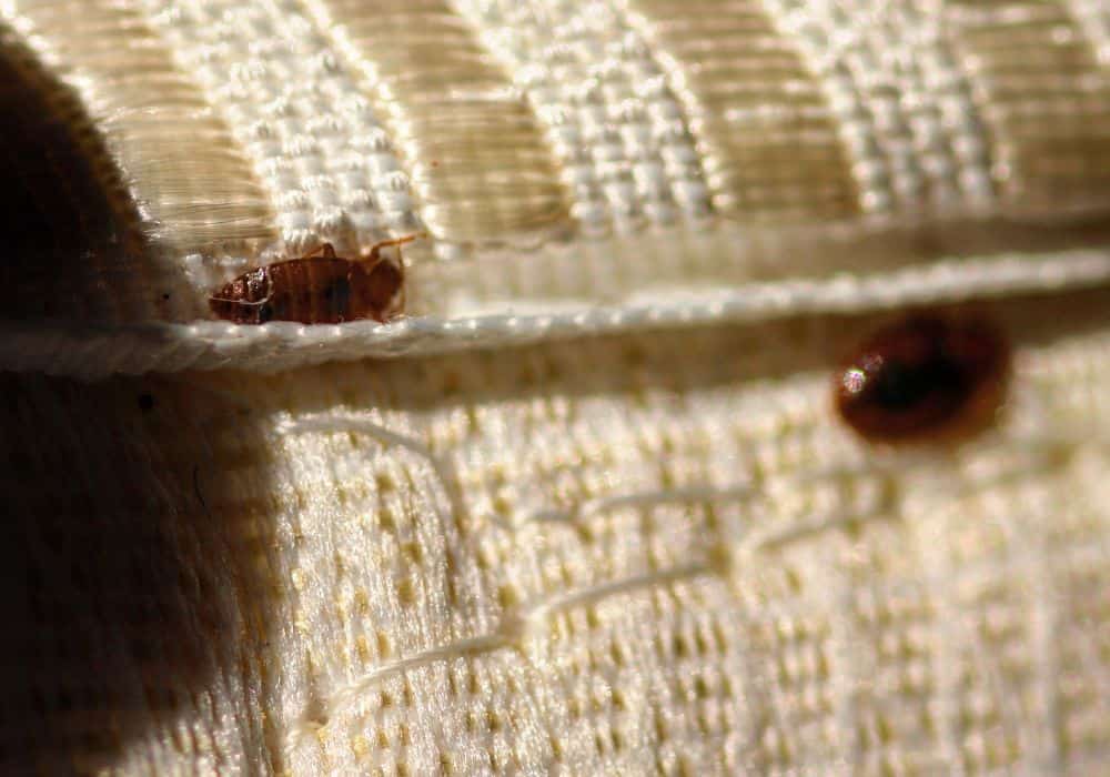 Where Do Female Bed Bugs Usually Lay Their Eggs 1