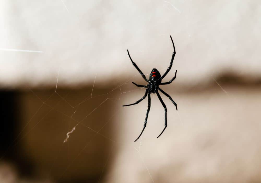 Widow spiders 1