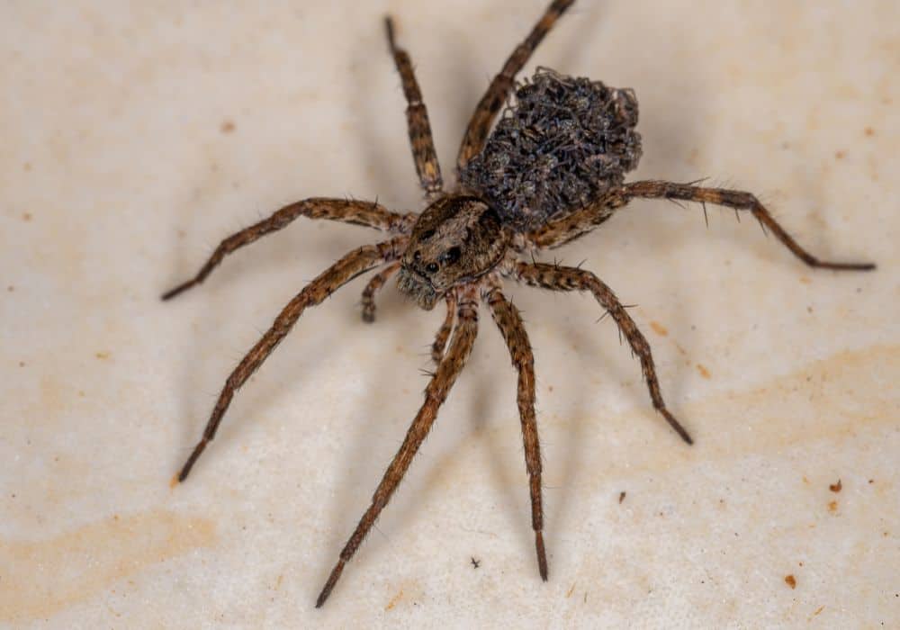 Wolf spiders 1